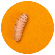 A bright image showcasing a single turmeric root against a vivid orange circular background.