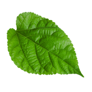 Alt Image