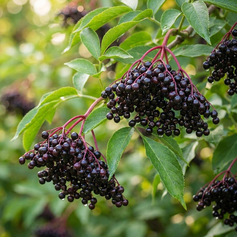 'Elderberry (Sambucus nigra)'