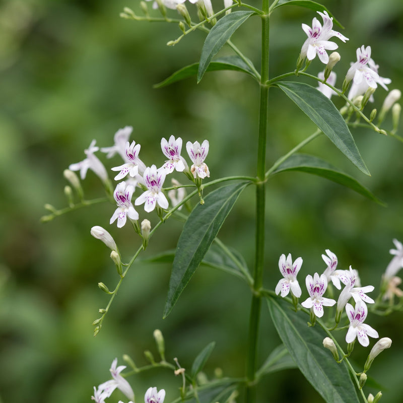 'Close-up of the Andrographis paniculata plant with delicate white flowers and green leaves, highlighting the botanical source of andrographis extract used in dietary supplements for immune support and wellness.'