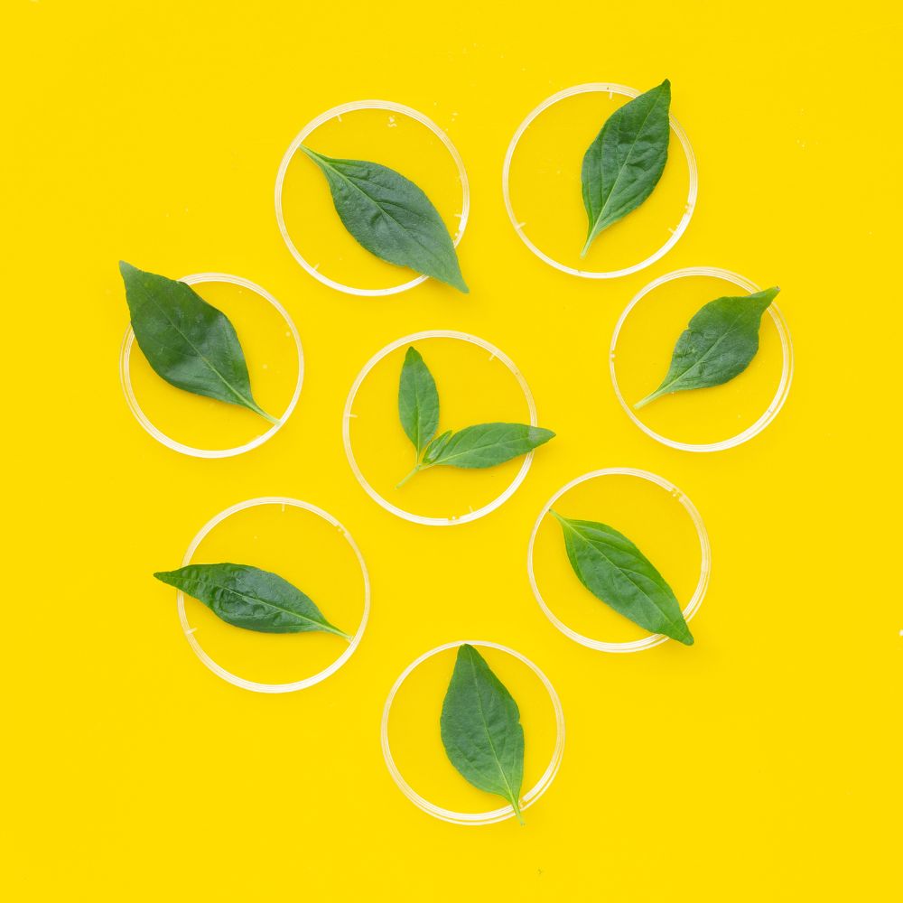 Andrographis vs. Echinacea: Which One is Better