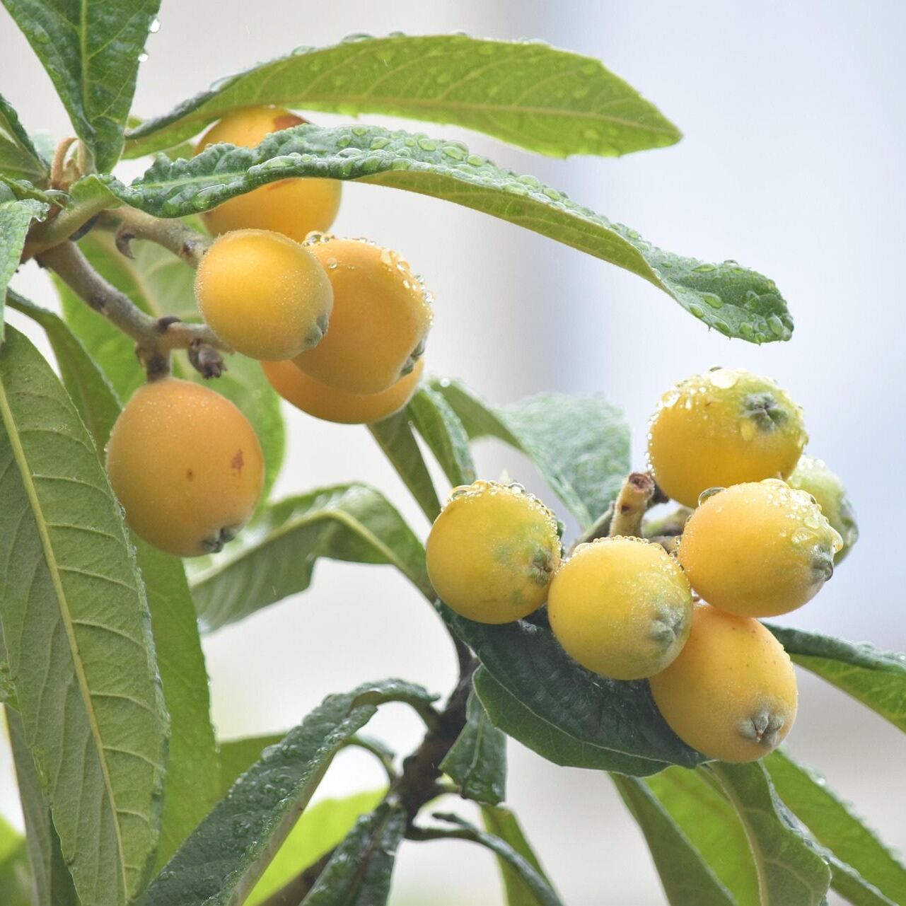 Can Loquat Leaf Extract Help Support Healthy Glucose Levels?