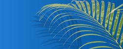 A vibrant green palm frond against a striking blue background, creating a tropical atmosphere that evokes the natural environment where coconuts, a source of Monolaurin, thrive.