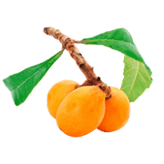 White mulberry leaf, a primary ingredient in Level Off, known for its role in glucose regulation, reducing glucose spikes, and managing blood sugar levels.