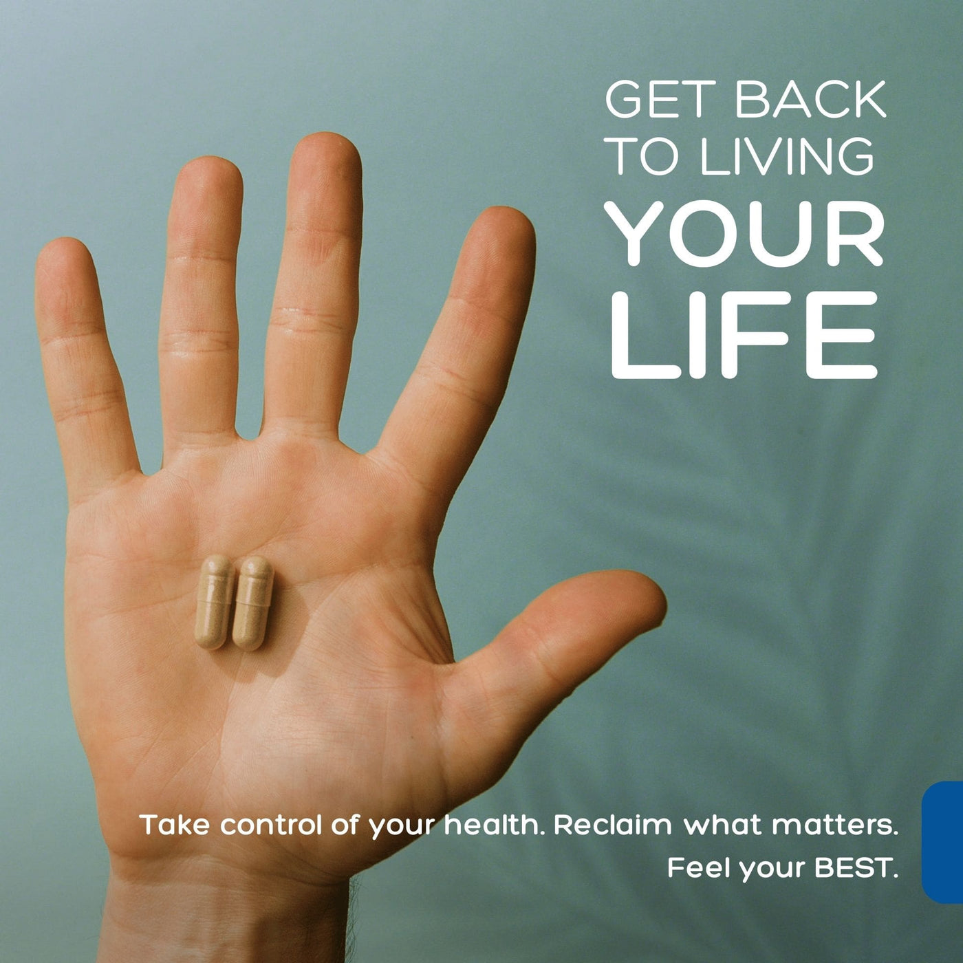 Palmara Premium Andrographis Supplement For Healthy Life.