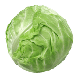 Cabbage