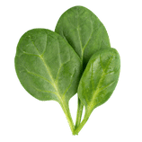 Spinach