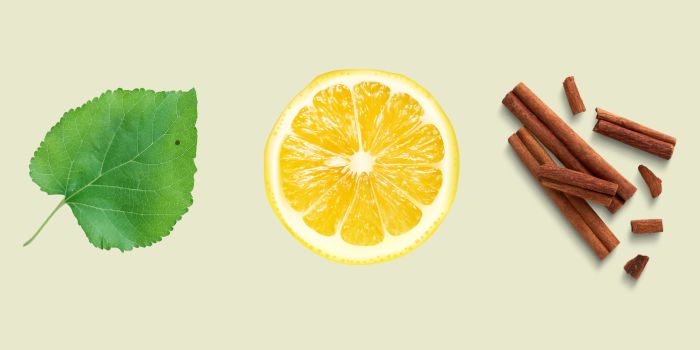 The three active extracts in Level Off: white mulberry leaf, lemon peel, and cinnamon bark