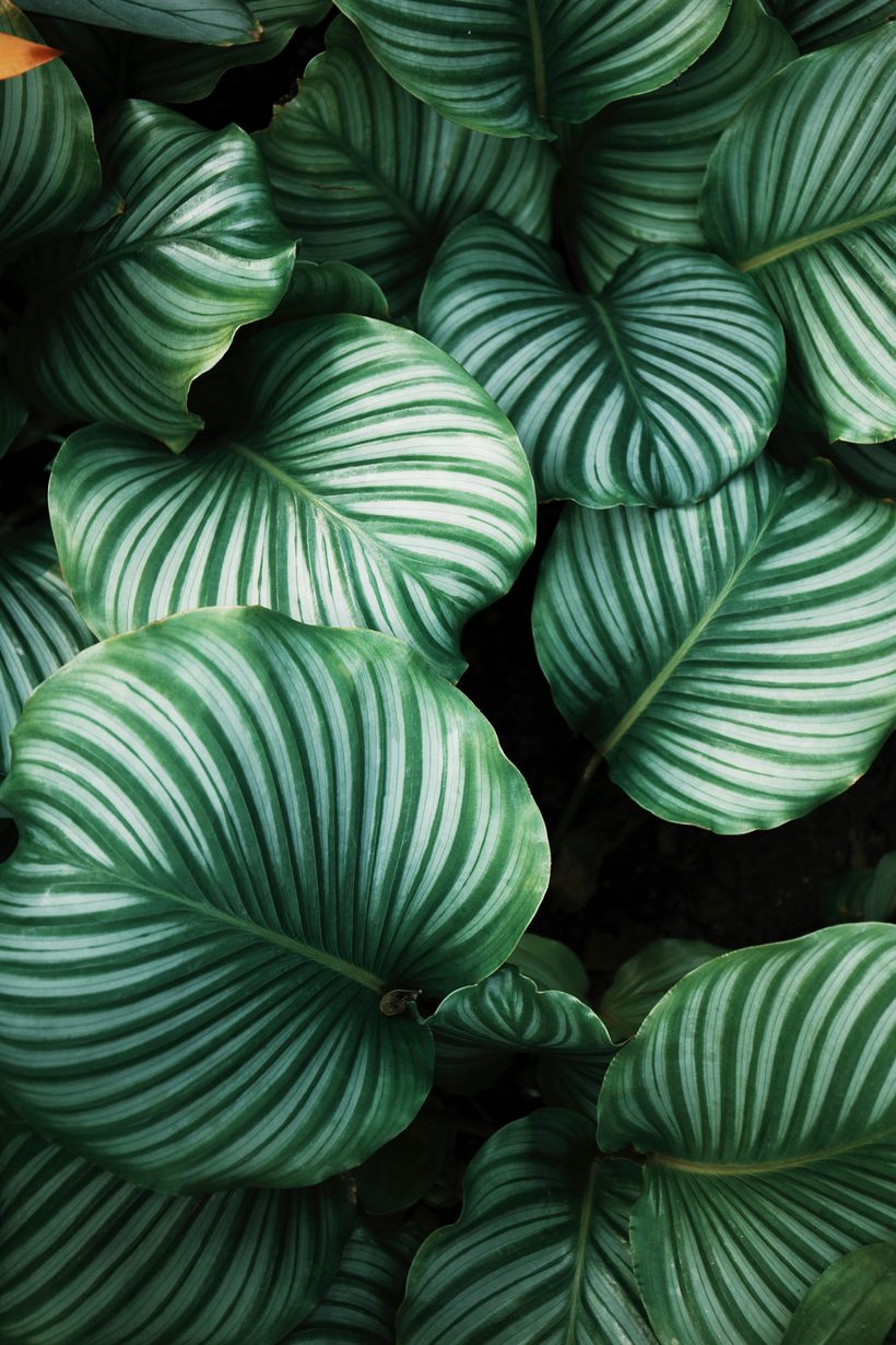 Lush green foliage